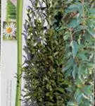 Glanzmispel 'Red Robin' - Photinia fraseri 'Red Robin' - Heckenpflanzen