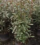 Glanzmispel 'Red Robin' - Photinia fraseri 'Red Robin' - Heckenpflanzen
