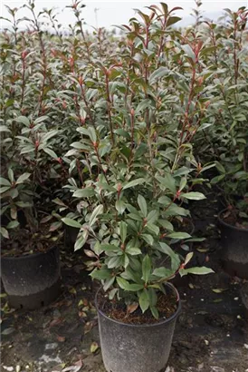 Glanzmispel 'Red Robin' - Photinia fraseri 'Red Robin' - Heckenpflanzen