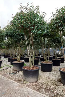 Glanzmispel 'Red Robin' - Photinia fraseri 'Red Robin' - Formgehölze