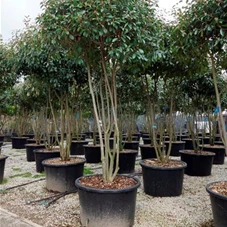 Photinia fraseri 'Red Robin' - Formgehölze, 250- 300 Photinia fraseri 'Red Robin' - Formgehölze, 250- 300