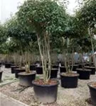 Glanzmispel 'Red Robin' - Photinia fraseri 'Red Robin' - Formgehölze