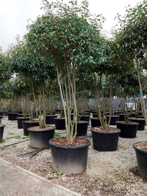 Glanzmispel 'Red Robin' - Photinia fraseri 'Red Robin' - Formgehölze