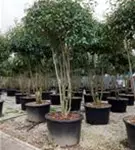 Glanzmispel 'Red Robin' - Photinia fraseri 'Red Robin' - Formgehölze
