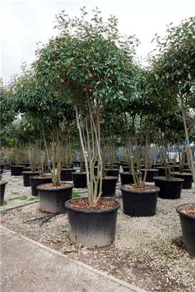 Glanzmispel 'Red Robin' - Photinia fraseri 'Red Robin' - Formgehölze