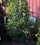 Glanzmispel 'Red Robin' - Photinia fraseri 'Red Robin' - Heckenpflanzen