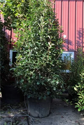 Glanzmispel 'Red Robin' - Photinia fraseri 'Red Robin' - Heckenpflanzen