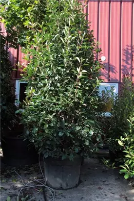 Glanzmispel 'Red Robin' - Photinia fraseri 'Red Robin' - Heckenpflanzen