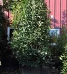 Glanzmispel 'Red Robin' - Photinia fraseri 'Red Robin' - Heckenpflanzen
