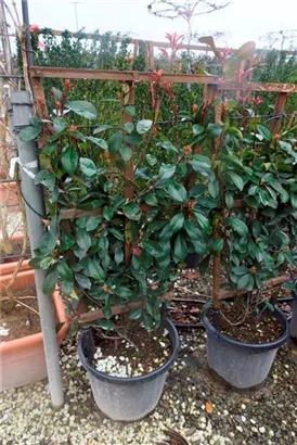 Glanzmispel 'Red Robin' - Photinia fraseri 'Red Robin' - Formgehölze