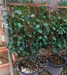 Glanzmispel 'Red Robin' - Photinia fraseri 'Red Robin' - Formgehölze