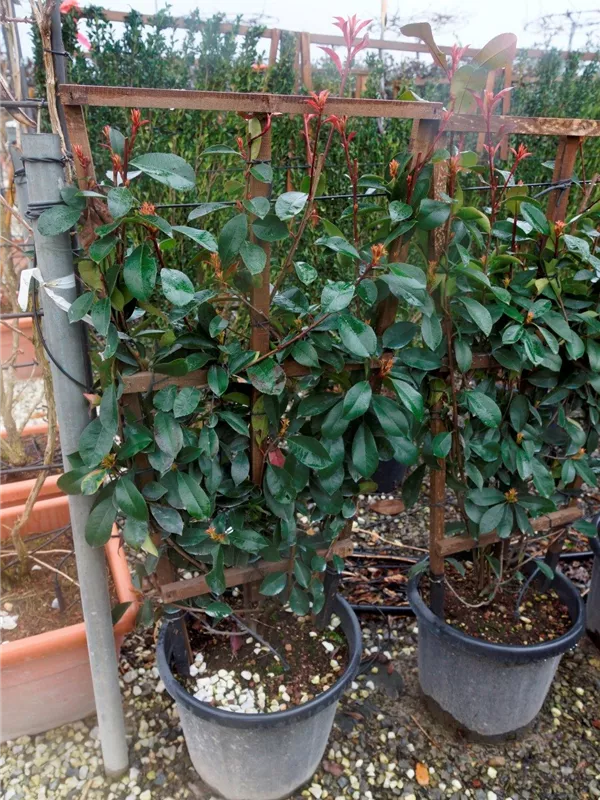 Glanzmispel 'Red Robin' - Photinia fraseri 'Red Robin' - Formgehölze