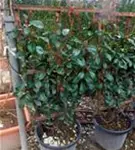 Glanzmispel 'Red Robin' - Photinia fraseri 'Red Robin' - Formgehölze