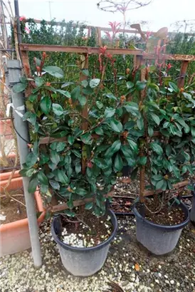 Glanzmispel 'Red Robin' - Photinia fraseri 'Red Robin' - Formgehölze