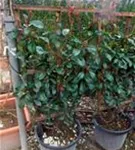 Glanzmispel 'Red Robin' - Photinia fraseri 'Red Robin' - Formgehölze