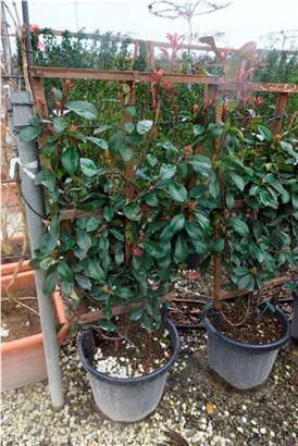 Glanzmispel 'Red Robin' - Photinia fraseri 'Red Robin' - Formgehölze