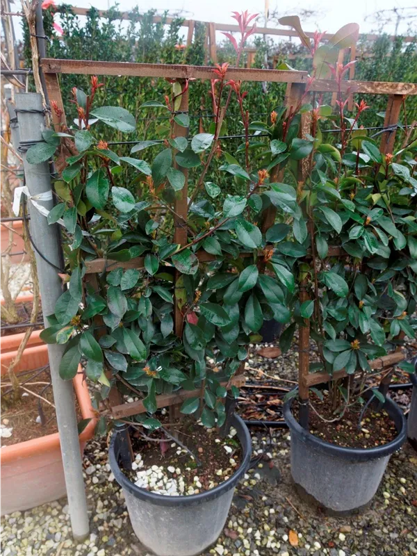 Glanzmispel 'Red Robin' - Photinia fraseri 'Red Robin' - Formgehölze
