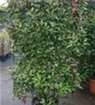 Glanzmispel 'Red Robin' - Photinia fraseri 'Red Robin' - Formgehölze