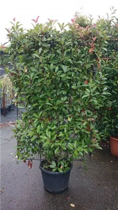 Glanzmispel 'Red Robin' - Photinia fraseri 'Red Robin' - Formgehölze