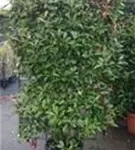 Glanzmispel 'Red Robin' - Photinia fraseri 'Red Robin' - Formgehölze