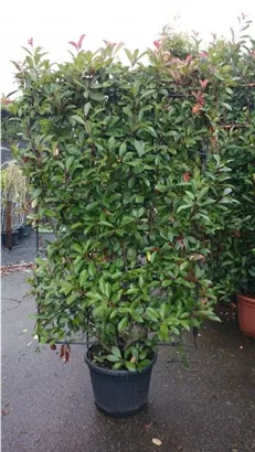Glanzmispel 'Red Robin' - Photinia fraseri 'Red Robin' - Formgehölze