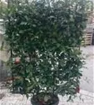 Glanzmispel 'Red Robin' - Photinia fraseri 'Red Robin' - Formgehölze