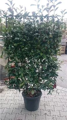 Glanzmispel 'Red Robin' - Photinia fraseri 'Red Robin' - Formgehölze
