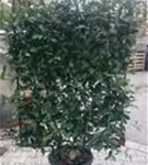 Glanzmispel 'Red Robin' - Photinia fraseri 'Red Robin' - Formgehölze