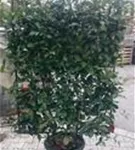Glanzmispel 'Red Robin' - Photinia fraseri 'Red Robin' - Formgehölze