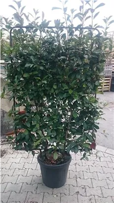 Glanzmispel 'Red Robin' - Photinia fraseri 'Red Robin' - Formgehölze