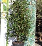 Glanzmispel 'Red Robin' - Photinia fraseri 'Red Robin' - Heckenpflanzen