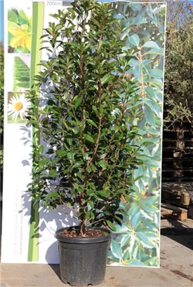 Glanzmispel 'Red Robin' - Photinia fraseri 'Red Robin' - Heckenpflanzen