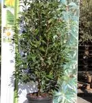 Glanzmispel 'Red Robin' - Photinia fraseri 'Red Robin' - Heckenpflanzen