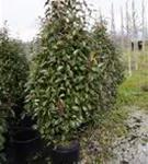 Glanzmispel 'Red Robin' - Photinia fraseri 'Red Robin' - Heckenpflanzen