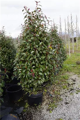 Glanzmispel 'Red Robin' - Photinia fraseri 'Red Robin' - Heckenpflanzen