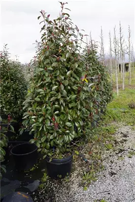 Glanzmispel 'Red Robin' - Photinia fraseri 'Red Robin' - Heckenpflanzen