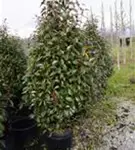 Glanzmispel 'Red Robin' - Photinia fraseri 'Red Robin' - Heckenpflanzen