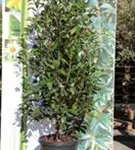 Glanzmispel 'Red Robin' - Photinia fraseri 'Red Robin' - Heckenpflanzen