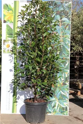 Glanzmispel 'Red Robin' - Photinia fraseri 'Red Robin' - Heckenpflanzen