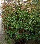 Glanzmispel 'Red Robin' - Photinia fraseri 'Red Robin' - Formgehölze