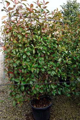 Glanzmispel 'Red Robin' - Photinia fraseri 'Red Robin' - Formgehölze