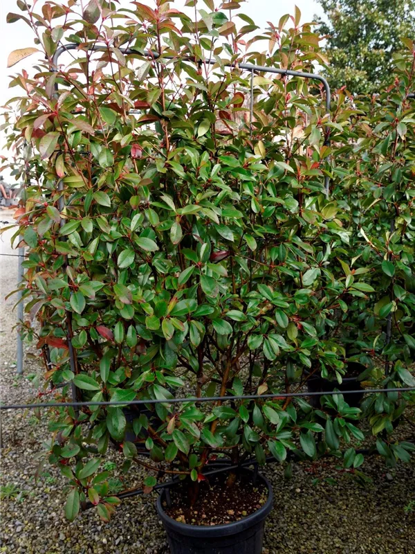 Glanzmispel 'Red Robin' - Photinia fraseri 'Red Robin' - Formgehölze