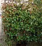 Glanzmispel 'Red Robin' - Photinia fraseri 'Red Robin' - Formgehölze