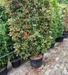 Glanzmispel 'Red Robin' - Photinia fraseri 'Red Robin' - Formgehölze