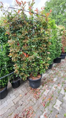 Glanzmispel 'Red Robin' - Photinia fraseri 'Red Robin' - Formgehölze