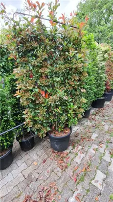 Glanzmispel 'Red Robin' - Photinia fraseri 'Red Robin' - Formgehölze
