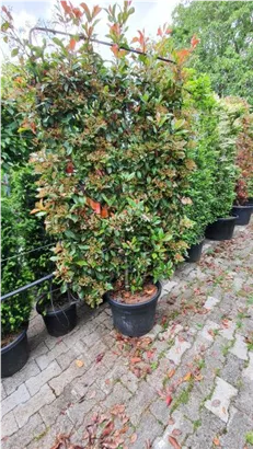 Glanzmispel 'Red Robin' - Photinia fraseri 'Red Robin' - Formgehölze
