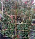 Glanzmispel 'Red Robin' - Photinia fraseri 'Red Robin' - Formgehölze