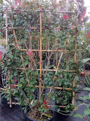 Glanzmispel 'Red Robin' - Photinia fraseri 'Red Robin' - Formgehölze