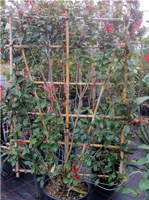Glanzmispel 'Red Robin' - Photinia fraseri 'Red Robin' - Formgehölze